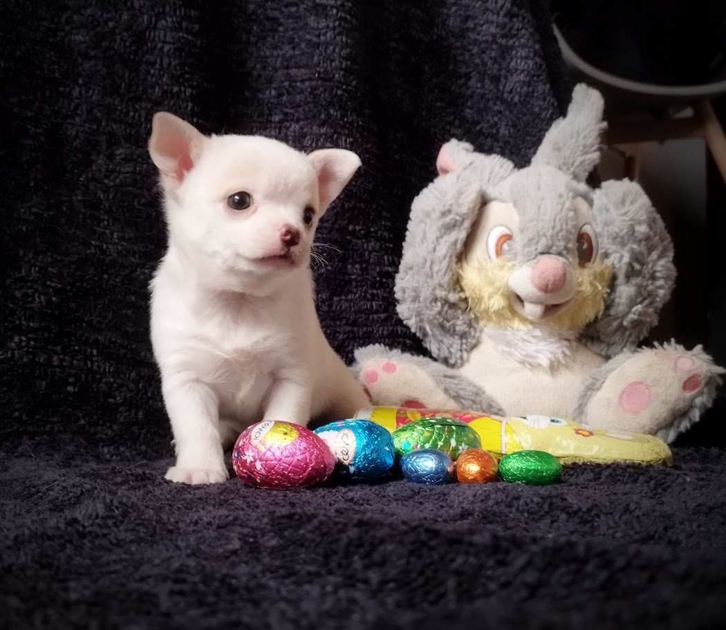 Chiot chihuahua