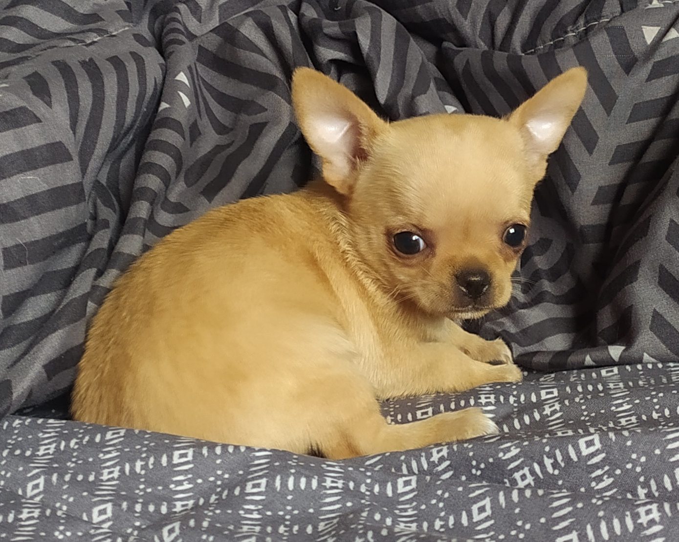 Chiot chihuahua