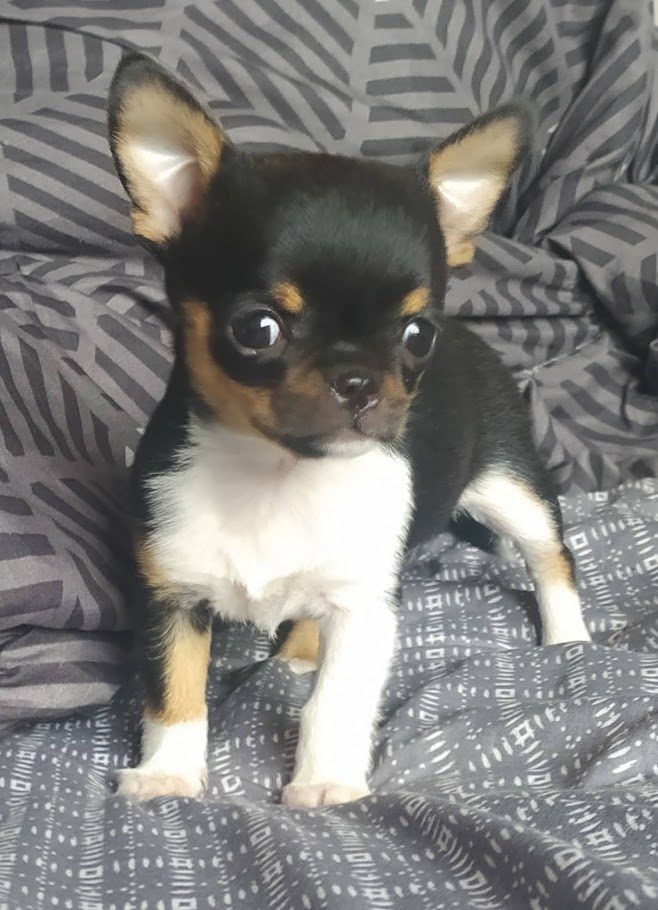 Chiot chihuahua