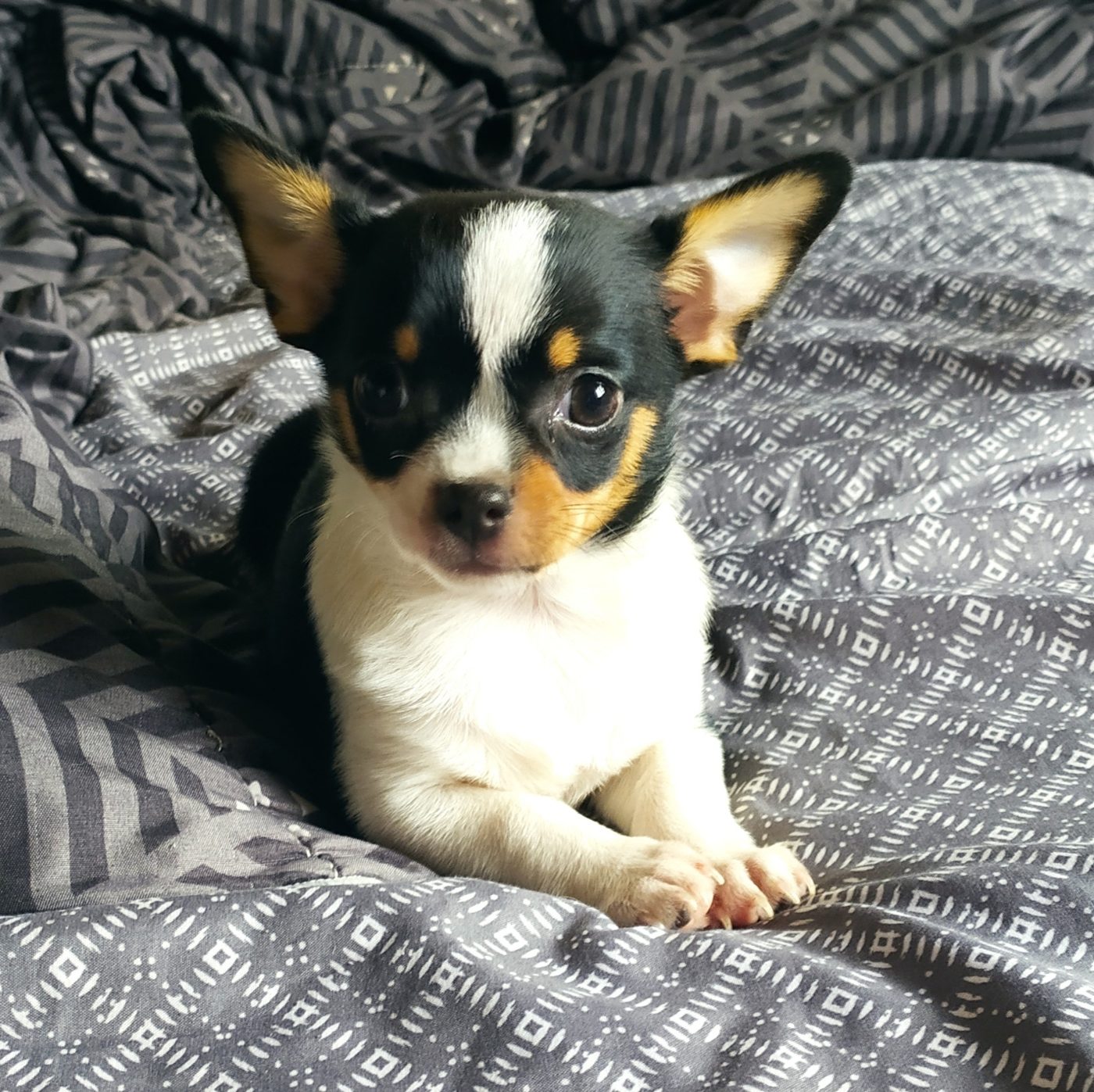 Chiot chihuahua