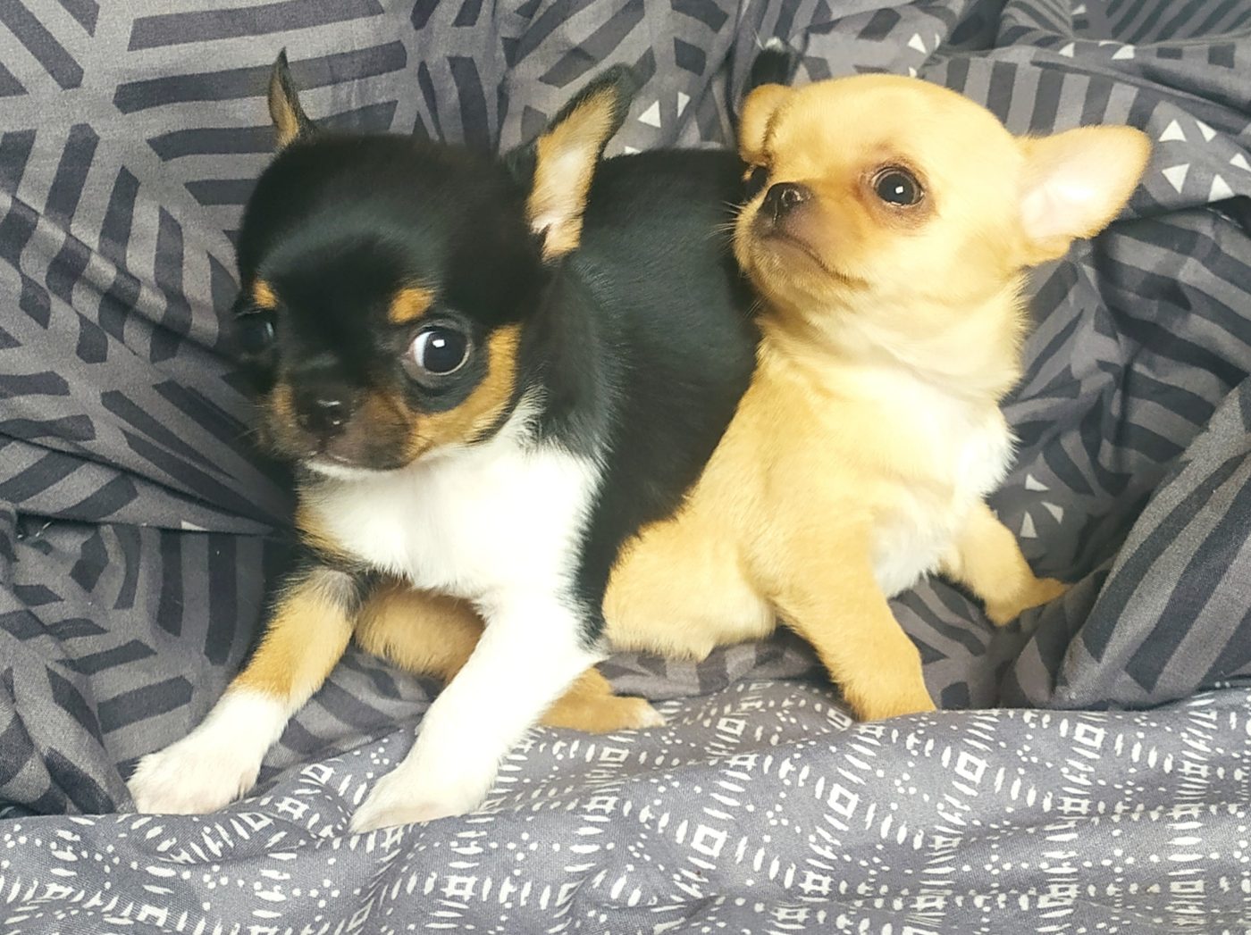 Chihuahua et chiots