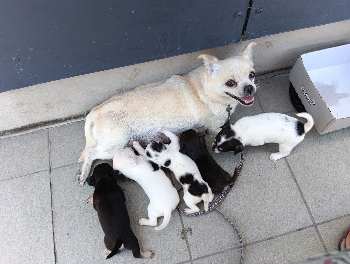 Chihuahua et chiots
