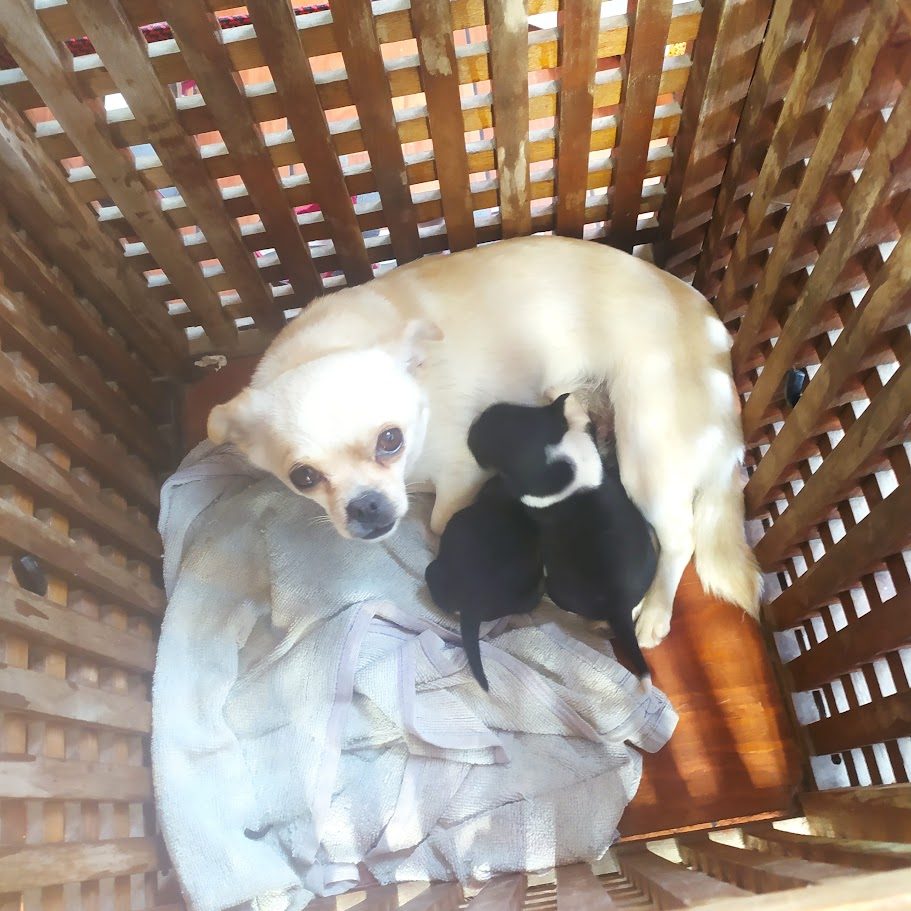 Chihuahua et chiots